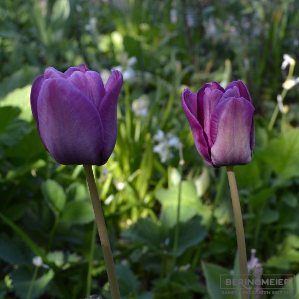 Einfache Späte Tulpen  Bleu Aimable