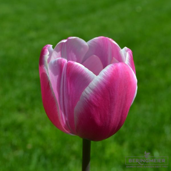 Einfache Späte Tulpen Jumbo Beauty