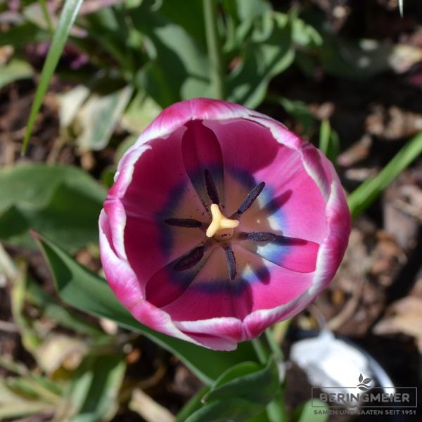Einfache Späte Tulpen Jumbo Beauty
