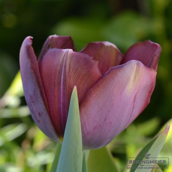 Einfache Späte Tulpen La Paz 1