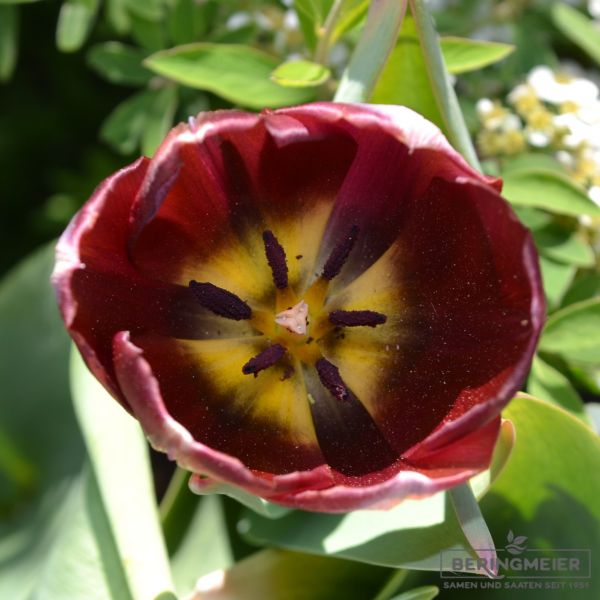 Einfache Späte Tulpen La Paz 3