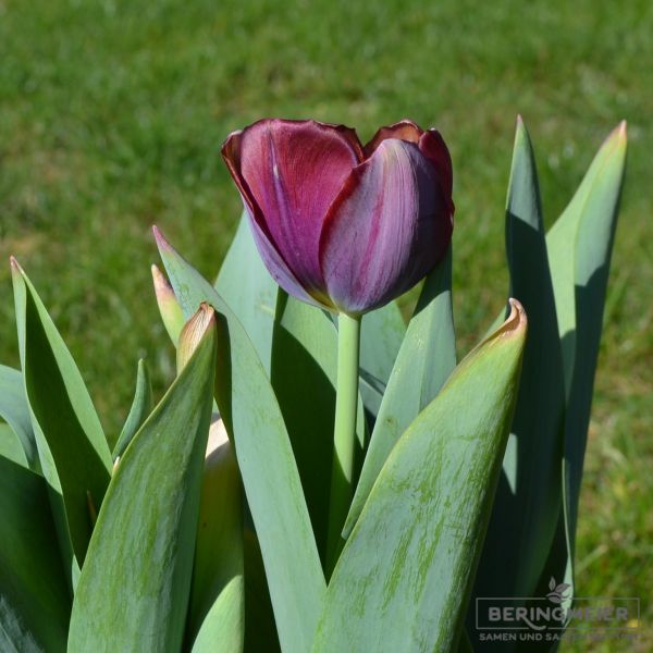 Einfache Späte Tulpen La Paz 4