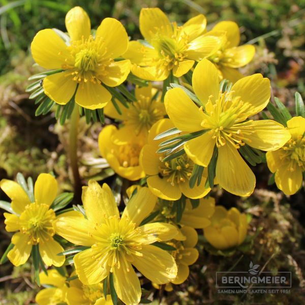 Eranthis cilicica Winterlinge 1