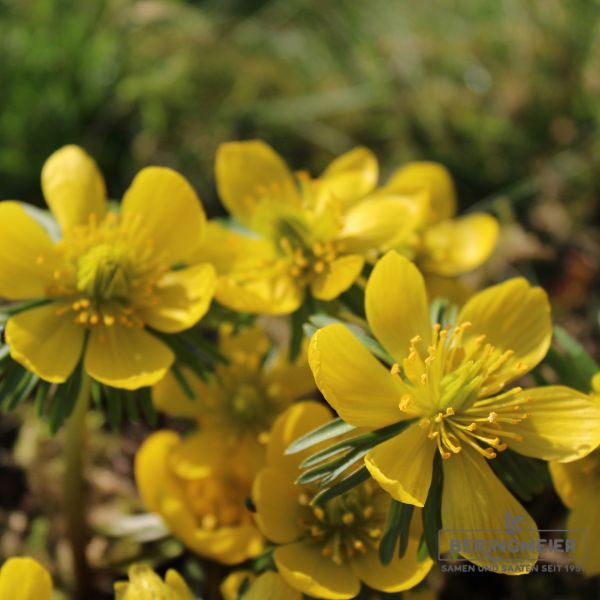 Eranthis cilicica Winterlinge 2