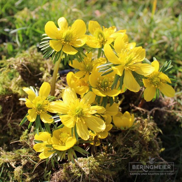 Eranthis cilicica Winterlinge 3