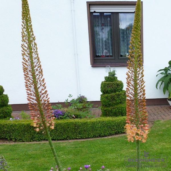 Eremurus Ruiter-Hybriden Cleopatra