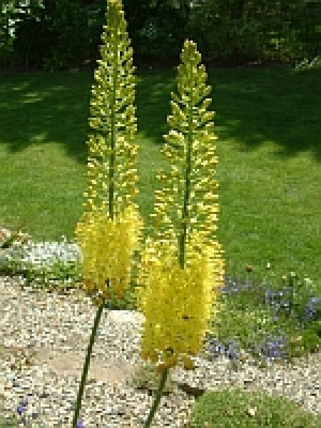 Eremurus stenophyllus (bungei)