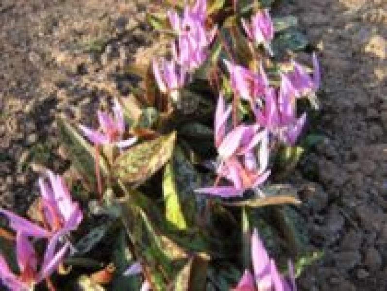 Erythronium dens-canis Rose Queen - Zahnlilie