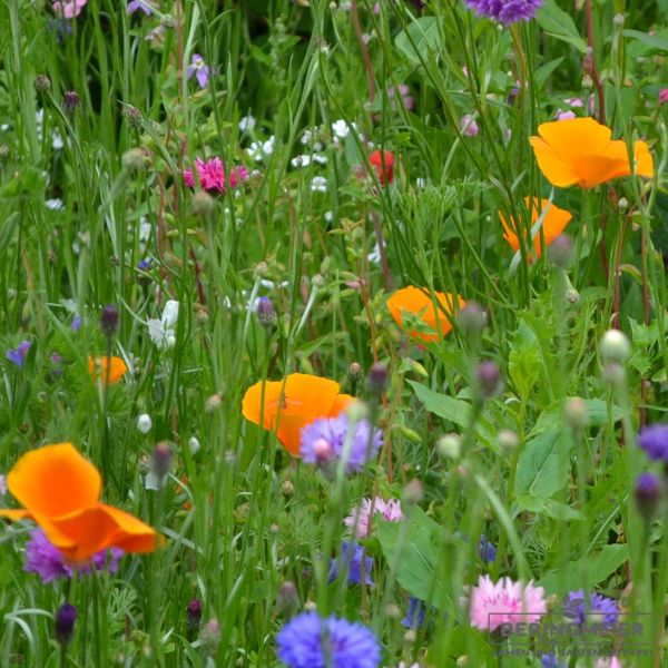 Eschscholzia californica - Kalifornischer Mohn - Goldmohn