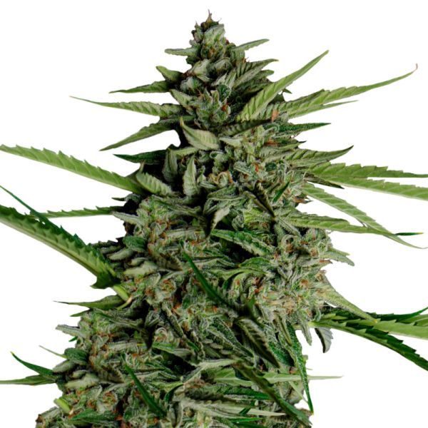 Orion F1-Hybrid autoflowering Hanf Samen kaufen