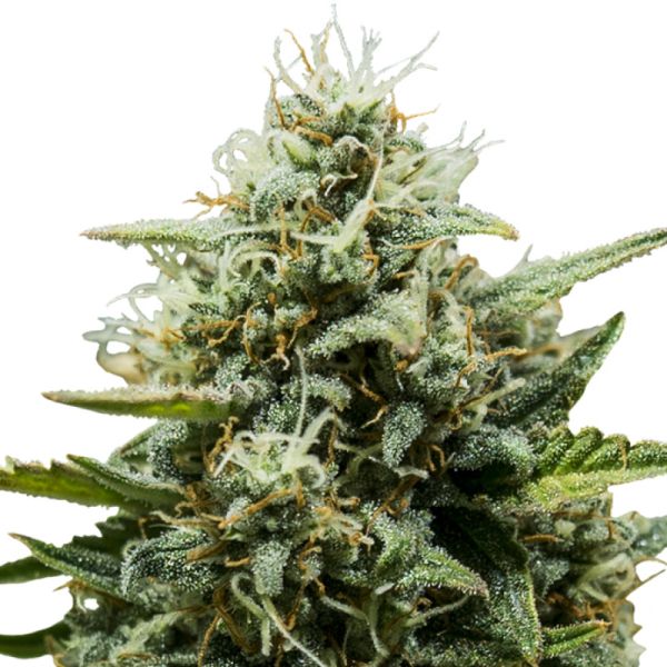 Fat Banana Auto Samen Royal Queen Seeds