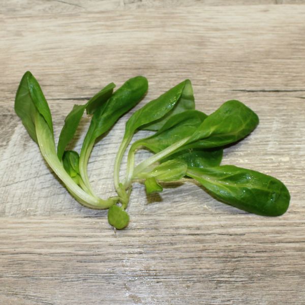 Feldsalat Vit
