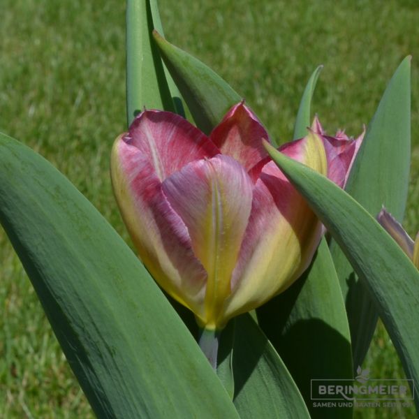 Fosteriana Tulpe Flaming Purissima 1