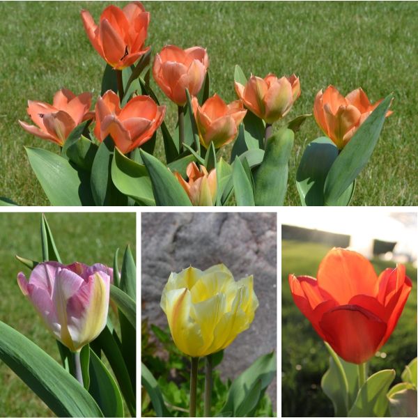 Fosteriana Tulpen Mischung Kaiserparade 1