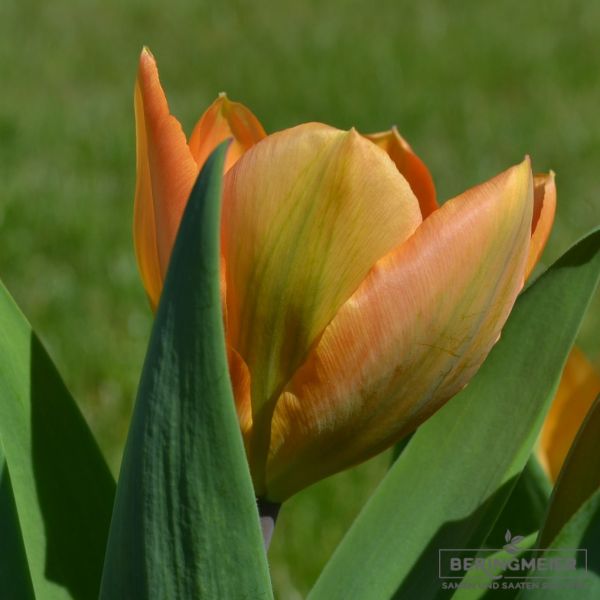 Fosteriana Tulpe Orange Emperor 1