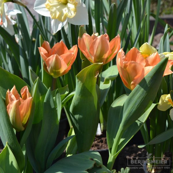 Fosteriana Tulpe Orange Emperor 4