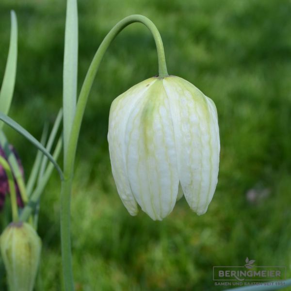 Fritillaria meleagris Alba 2