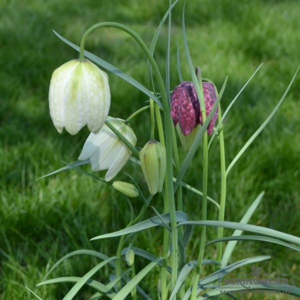 Fritillaria meleagris Alba 3