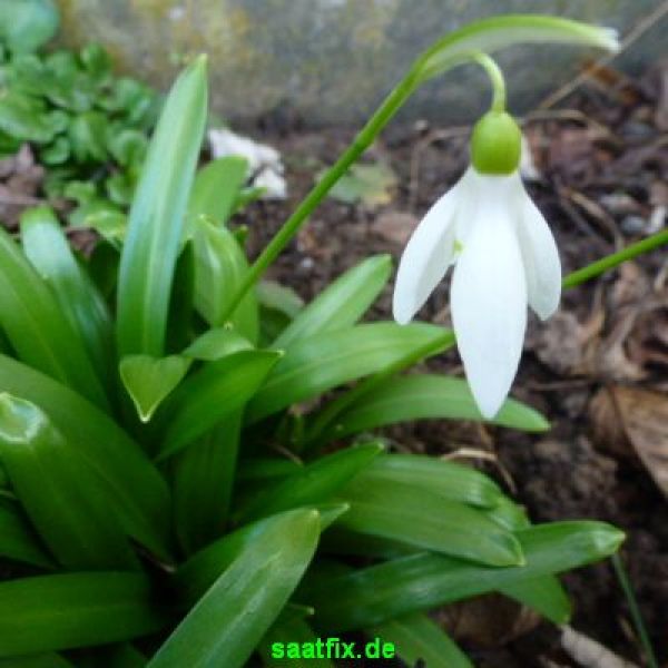 Galanthus woronowii Schneeglöckchen