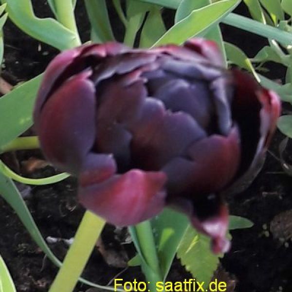 Gefüllte Späte Tulpen Black Hero 2
