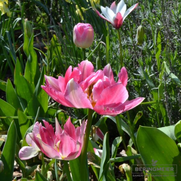 Gefüllte frühe Tulpe Peach Blossom