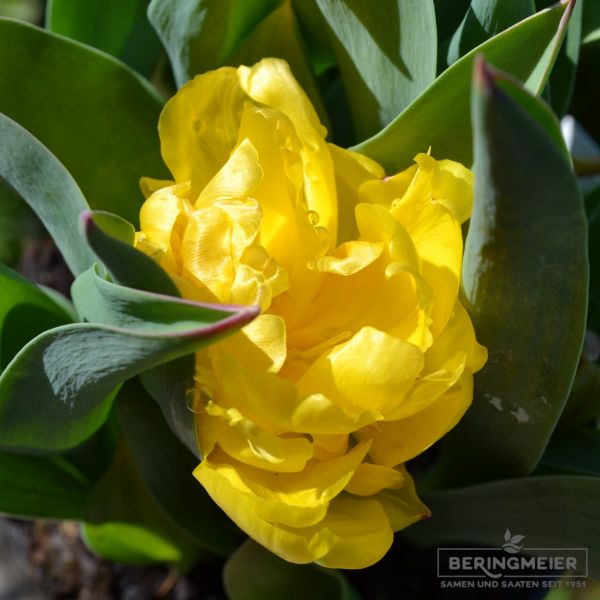 Gefüllte Frühe Tulpe Yellow Baby 3