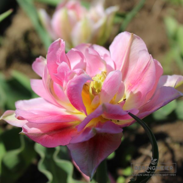 Gefüllte Späte Tulpen Angelique