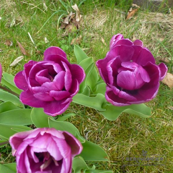 Gefüllte Späte Tulpen Blue Spectable