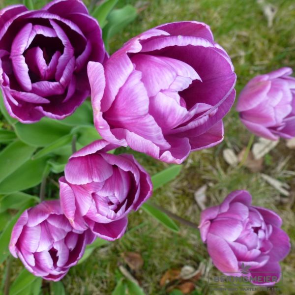 Gefüllte Späte Tulpen Blue Spectable