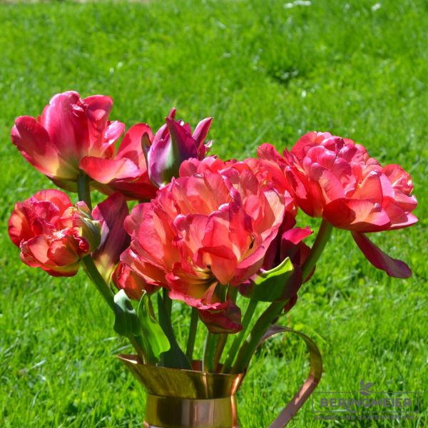 Gefüllte Späte Tulpen Sundowner 4