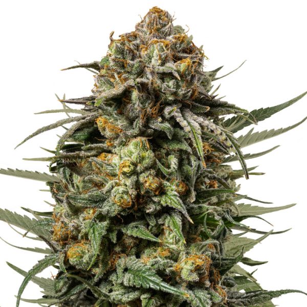 Gelato 44 Hybrid Hanf Samen