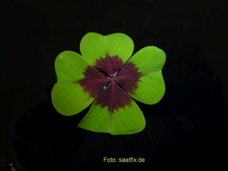 Glücksklee 4 blättrige Oxalis Iron Cross