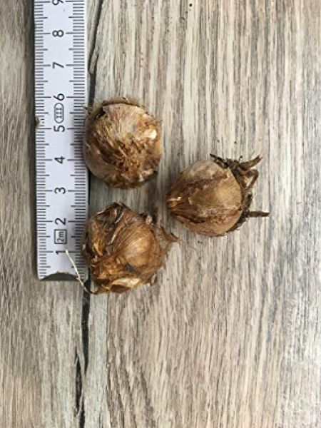 Glücksklee-Zwiebeln Jahreswechsel kaufen