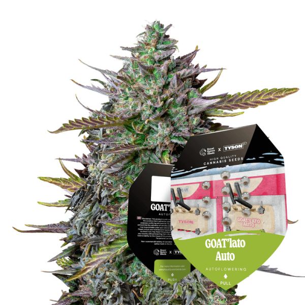 GOAT'lato Auto Hybride Cannabis Saatgut