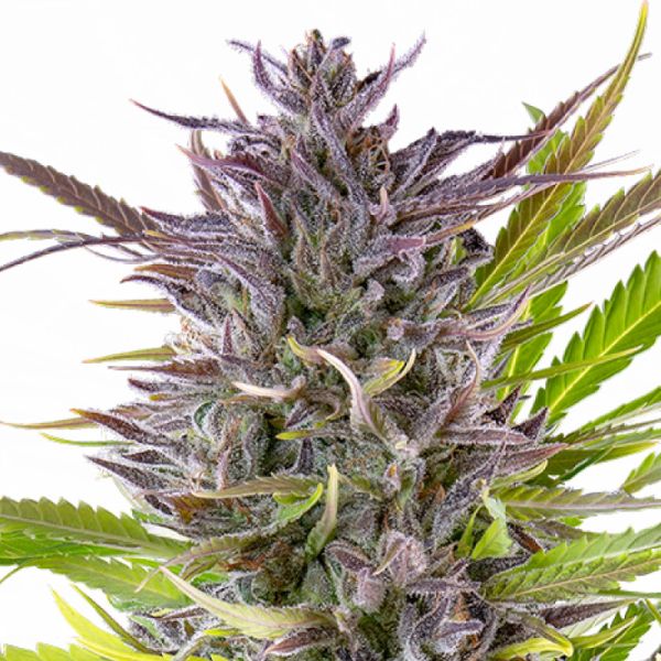Green Gelato feminisierte Hanf Samen
