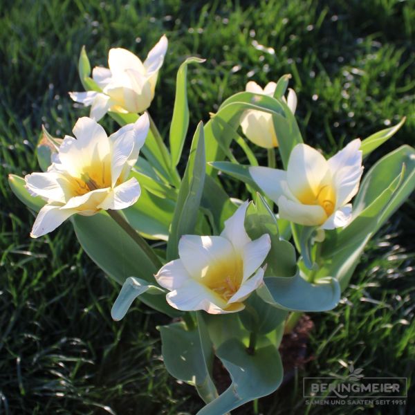 Greigii Tulpen Little Girl 1