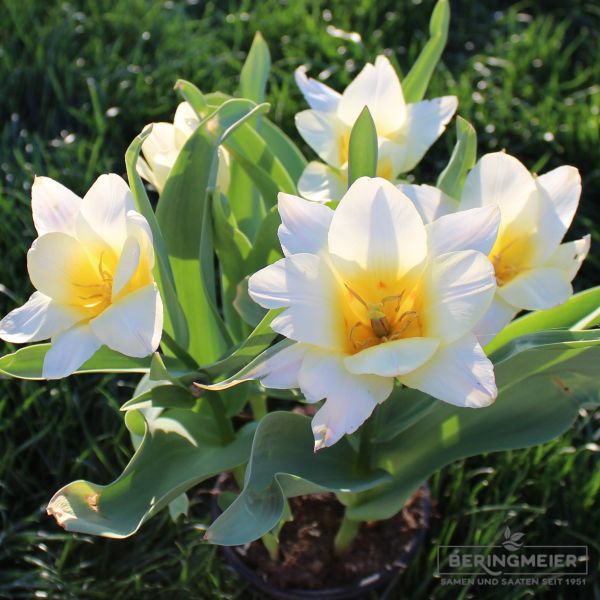 Greigii Tulpen Little Girl 2