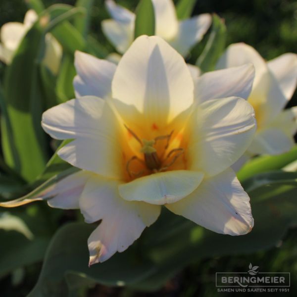 Greigii Tulpen Little Girl 3