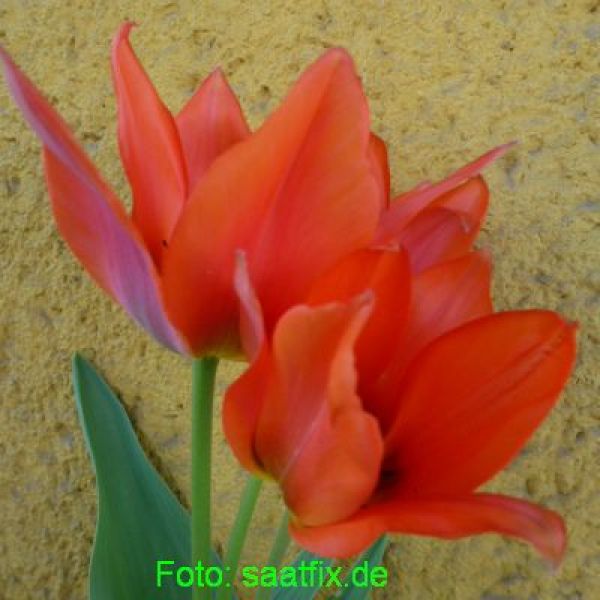 Greigii Tulpen Orange Toronto 1