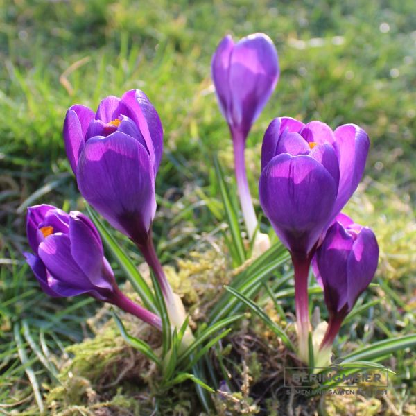 Crocus Großblumige Flower Record 1