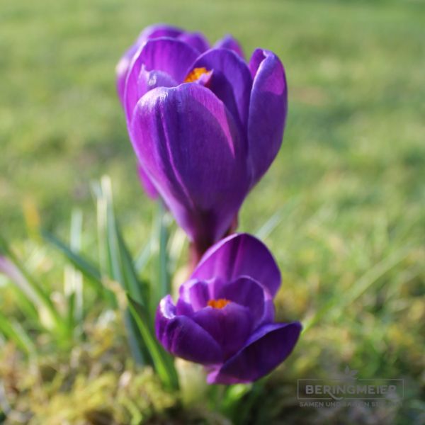 Crocus Großblumige Flower Record 2
