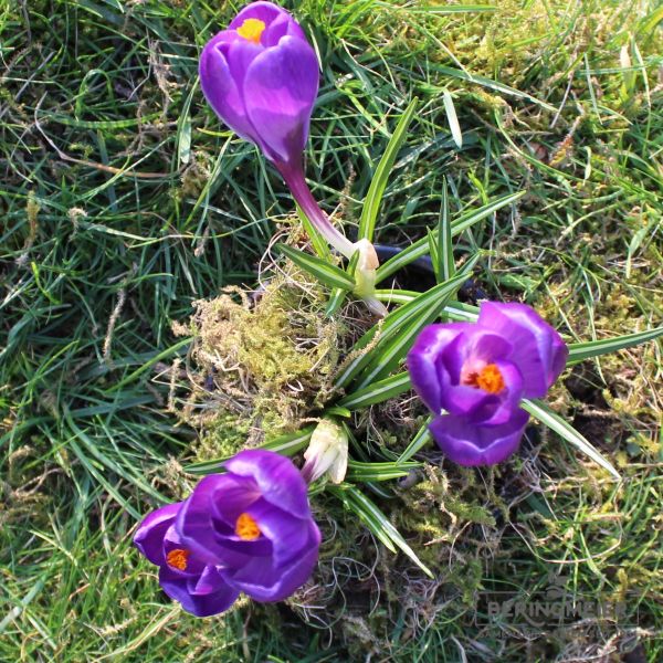 Crocus Großblumige Flower Record 3