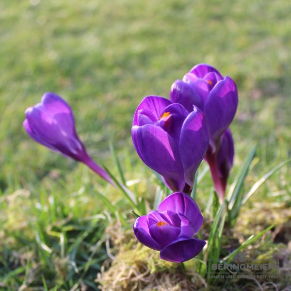 Crocus Großblumige Flower Record 4