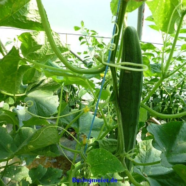 Freilandgurken Burpless Tasty Green F1