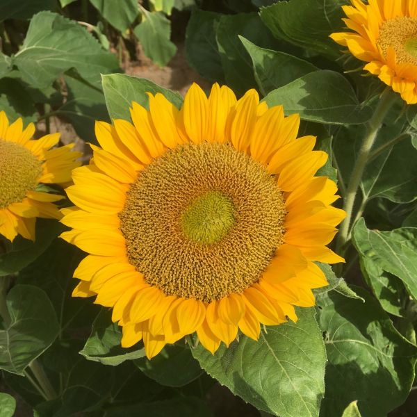 Sonnenblumen Sunrich Gold F1 - Helianthus annuus