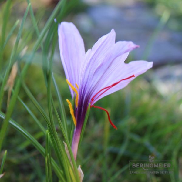 Safran Krokus sativus 2