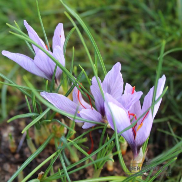 Safran Krokus sativus 4