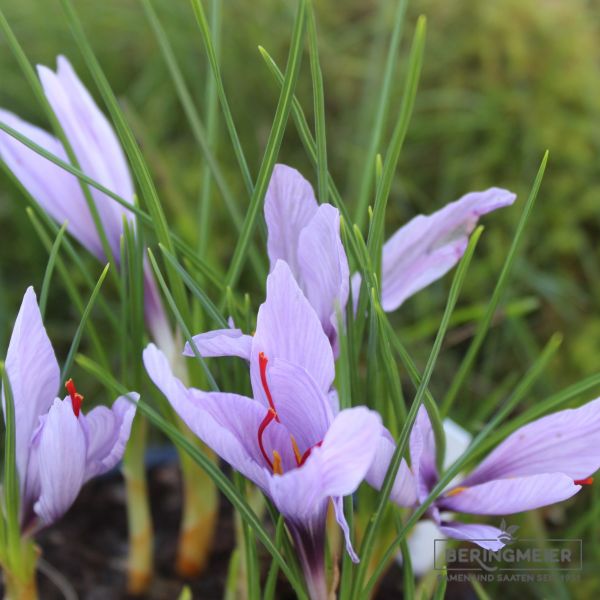 Safran Krokus sativus 5