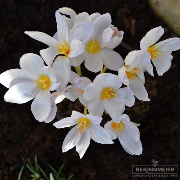 Herbstblühender Crocus pulchellus Zephyr