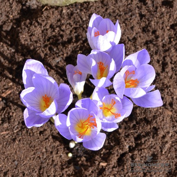 Crocus Botanische speciosus Aitchinsonii
